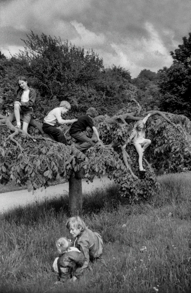 Children playing on tree at Corporation Park, Blackburn