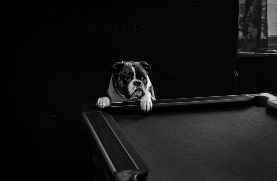 Dog in Pub - Blackburn a Town and its People Photographic Study