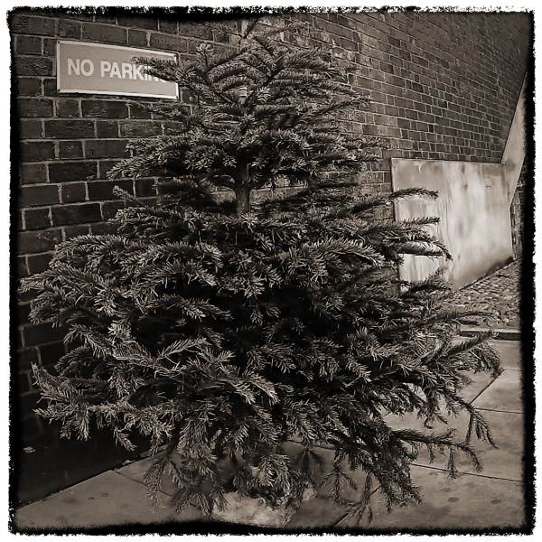 Christmas Tree from Discarded a Photographic Essay by Christopher John Ball photographer and writer 