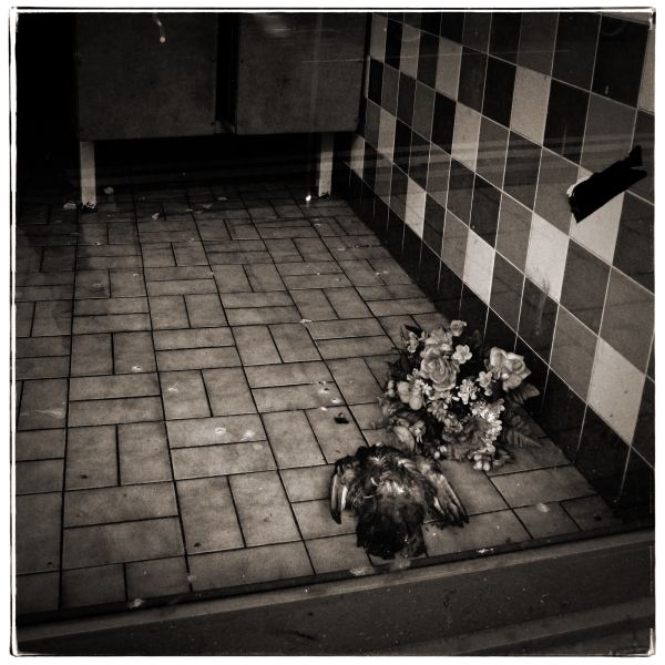 Dead Bird in Cafe - Discarded: Photographic Essay by Christopher John Ball - Photographer & Writer