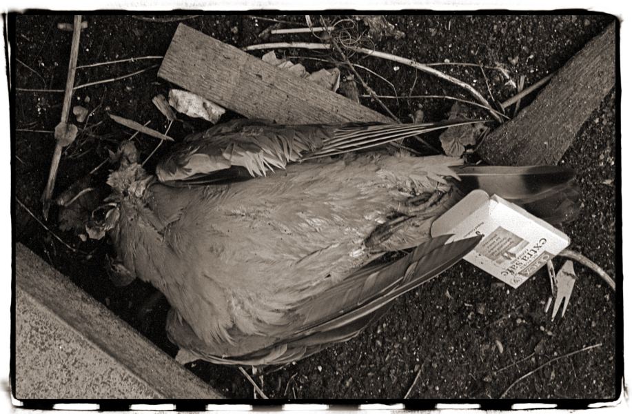 Dead Bird & Condom Packet from Discarded: Photographic Essay by Christopher John Ball - Photographer & Writer