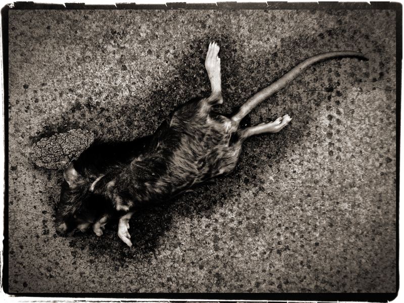 Dead Rat onPavement from Discarded: Photographic Essay by Christopher John Ball - Photographer & Writer