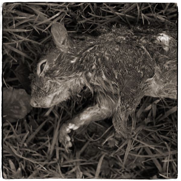 Dead Squirrel - Discarded: Photographic Essay by Christopher John Ball - Photographer & Writer