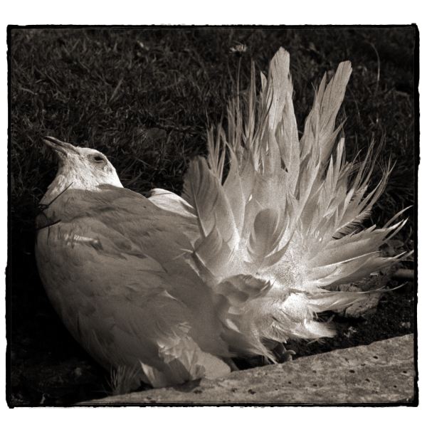 Dead White Bird from Discarded: Photographic Essay by Christopher John Ball - Photographer & Writer