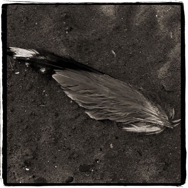 Bird Wing from Discarded: Photographic Essay by Christopher John Ball - Photographer & Writer