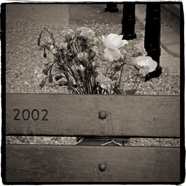 Flowers Left On Bench in Memory - From Discarded a Photographic Essay by Christopher John Ball Photographer and Writer