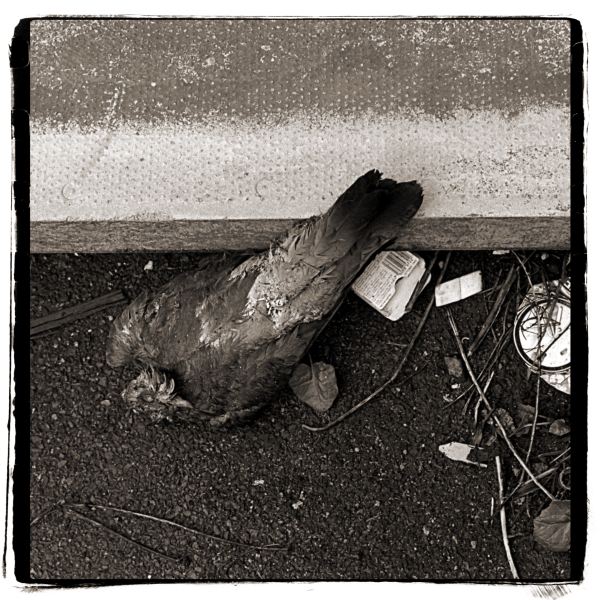 Dead Pigeon on Kerb from Discarded a Photographic Essay by Christopher John Ball Photographer and Writer