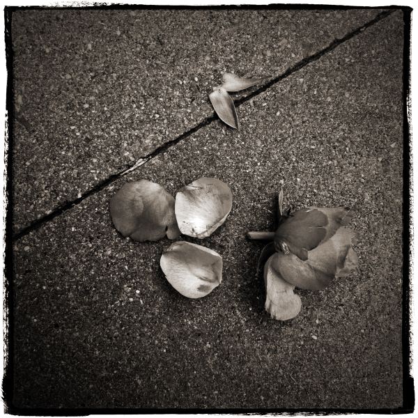 Broken Rose on Pavement from Discarded a Photographic Essay by Christopher John Ball Photographer and Writer