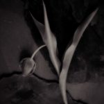 Tulips Slate - Fine Art Flower Photographs by Christopher John Ball - Photographer & Writer