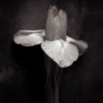 Still - Fine Art Flower Photographs by Christopher John Ball - Photographer & Writer