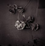Rose Series - Fine Art Flower Photographs by Christopher John Ball - Photographer & Writer