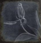 Eroded - Fine Art Flower Photographs by Christopher John Ball - Photographer & Writer