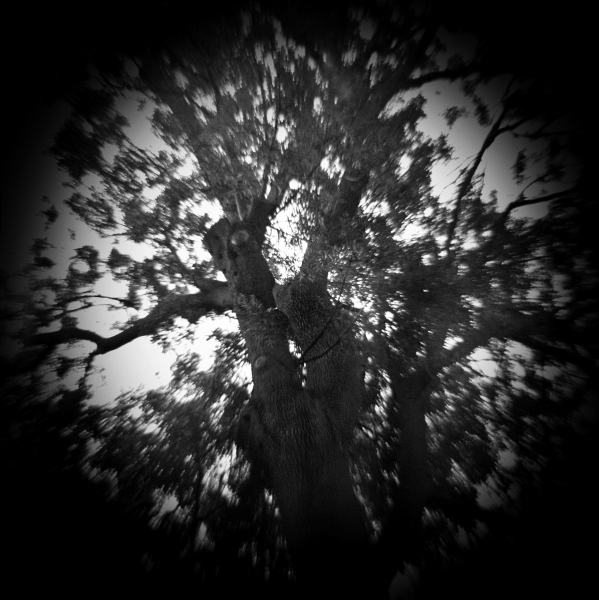 Diana photograph of Tree at Crystal Palace, London - 2  by Christopher John Ball - Photographer & Writer