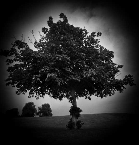 Diana photograph of Tree at Crystal Palace, London - 1  by Christopher John Ball - Photographer & Writer