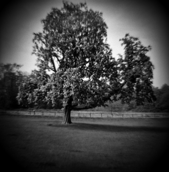 Diana photograph of Tree at Cockfosters, London - 3 by Christopher John Ball - Photographer & Writer