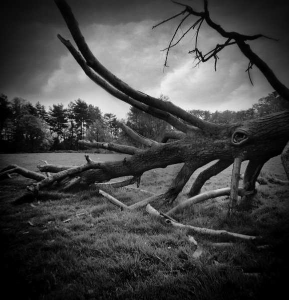 Diana photograph of Tree at Cockfosters, London - 4 by Christopher John Ball - Photographer & Writer