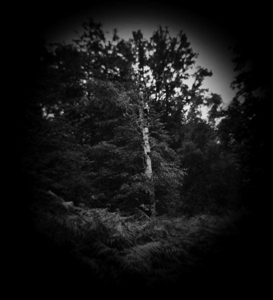 Holga photograph of Tree at Cockfosters, London - 2 by Christopher John Ball - Photographer & Writer