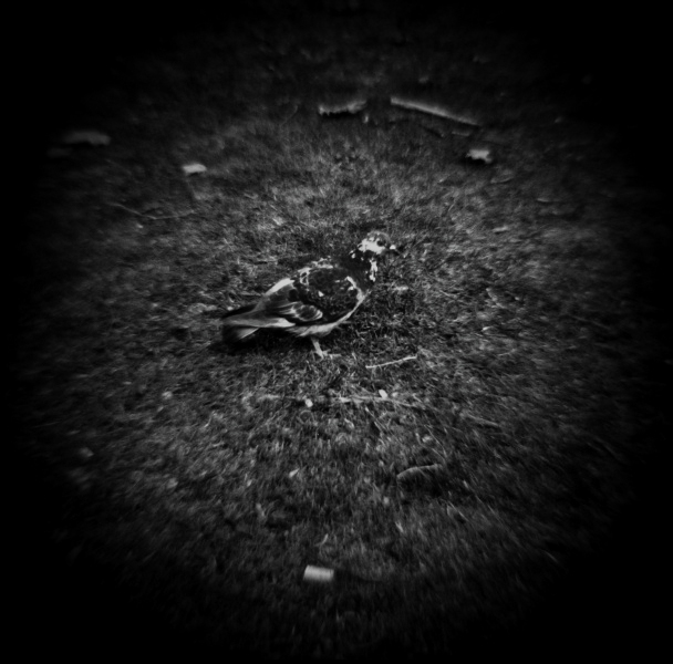 Holga Series 'In Dreams...' - 2  by Christopher John Ball - Photographer & Writer