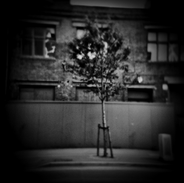 Pin Hole Photograph of Tree at Kings Cross, London by Christopher John Ball - Photographer & Writer