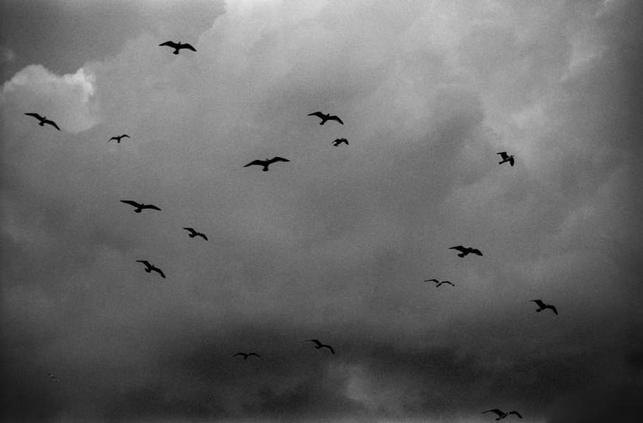 Sea birds in rain, Llandudno 1992 - From British Coastal Resorts - Photographic Essay by Christopher John Ball