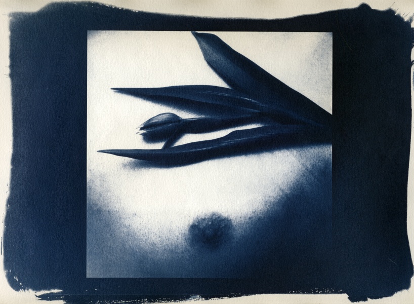 Nude Cyanotype - 9 Cyanotype Flower and Nude Photographs by Christopher John Ball - Photographer & Writer