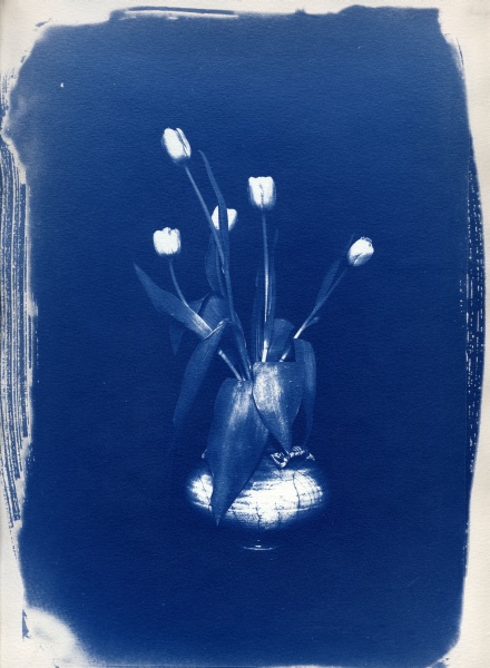 Cyanotype Flower - 3 Cyanotype Flower and Nude Photographs by Christopher John Ball - Photographer & Writer
