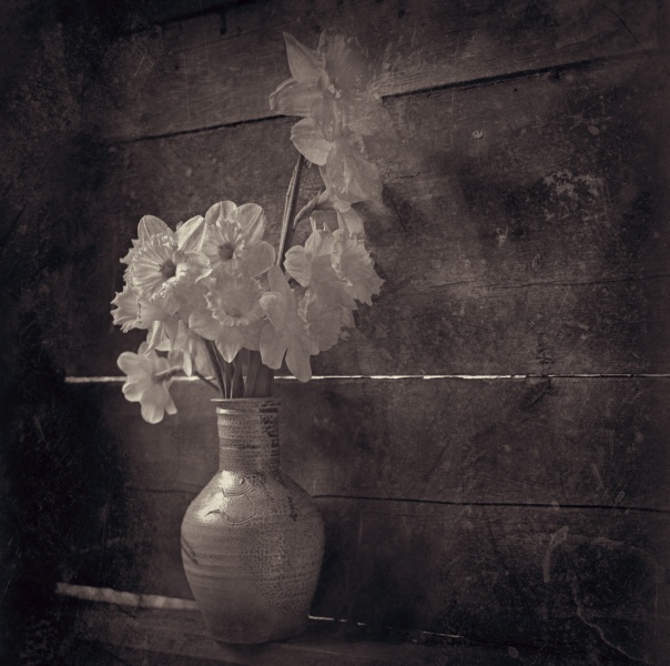 Consolation - 1 - Fine Art Flower Photographs by Christopher John Ball - Photographer & Writer