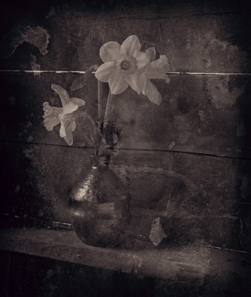 Consolation - 2 - Fine Art Flower Photographs by Christopher John Ball - Photographer & Writer