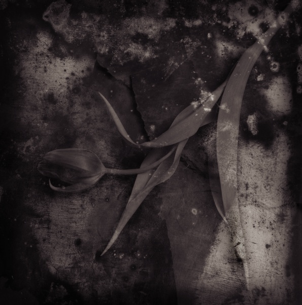 Distressed Tulips on Slate - 5 Fine Art Flower Photographs by Christopher John Ball - Photographer & Writer