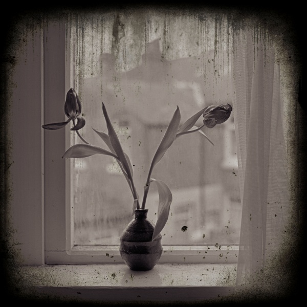 Tulips by Window -2  Fine Art Flower Photographs by Christopher John Ball - Photographer & Writer