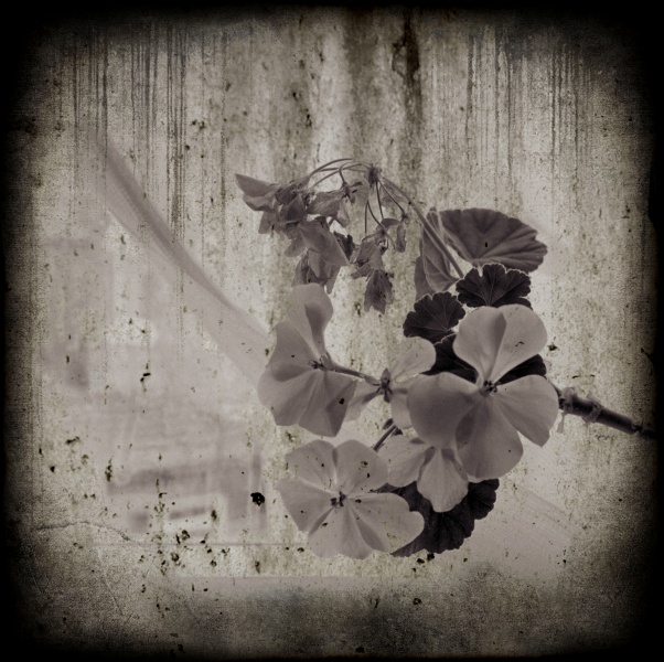 Geraniums by Window -5  Fine Art Flower Photographs by Christopher John Ball - Photographer & Writer