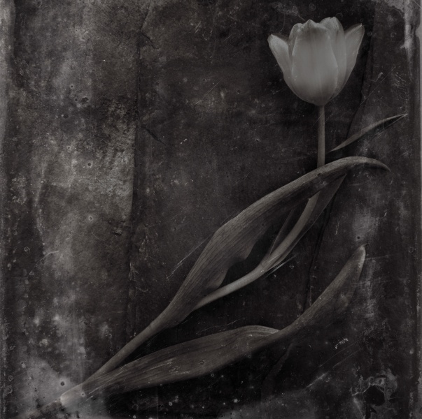 Distressed Tulips -2 - Fine Art Flower Photographs by Christopher John Ball - Photographer & Writer