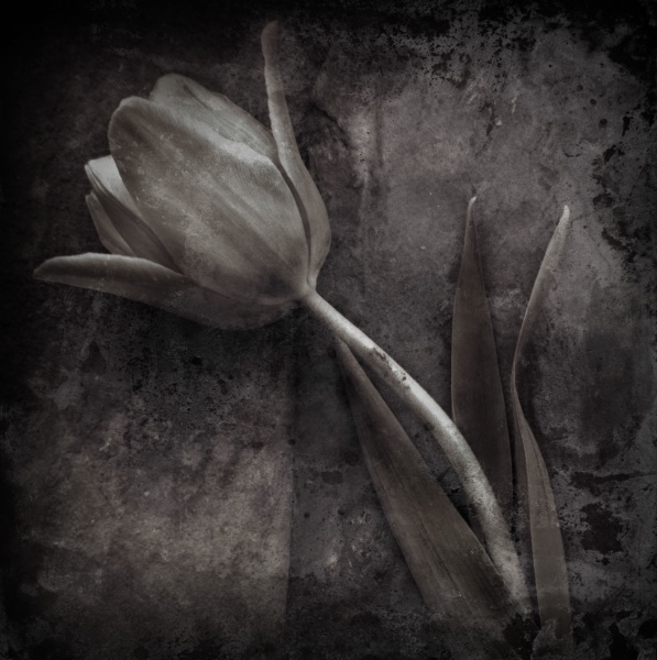 Distressed Tulips -3 - Fine Art Flower Photographs by Christopher John Ball - Photographer & Writer