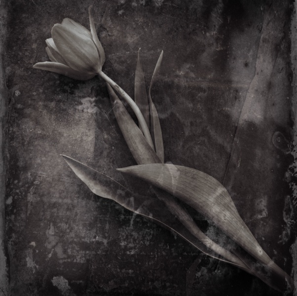 Distressed Tulips -5 - Fine Art Flower Photographs by Christopher John Ball - Photographer & Writer