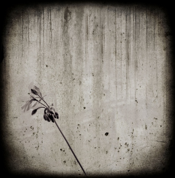 Geraniums by Window -3  Fine Art Flower Photographs by Christopher John Ball - Photographer & Writer