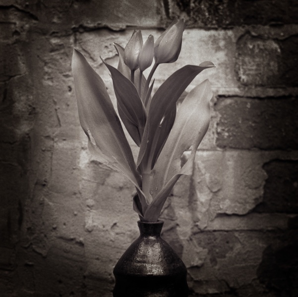 Tulips-3 Fine Art Flower Photographs by Christopher John Ball - Photographer & Writer