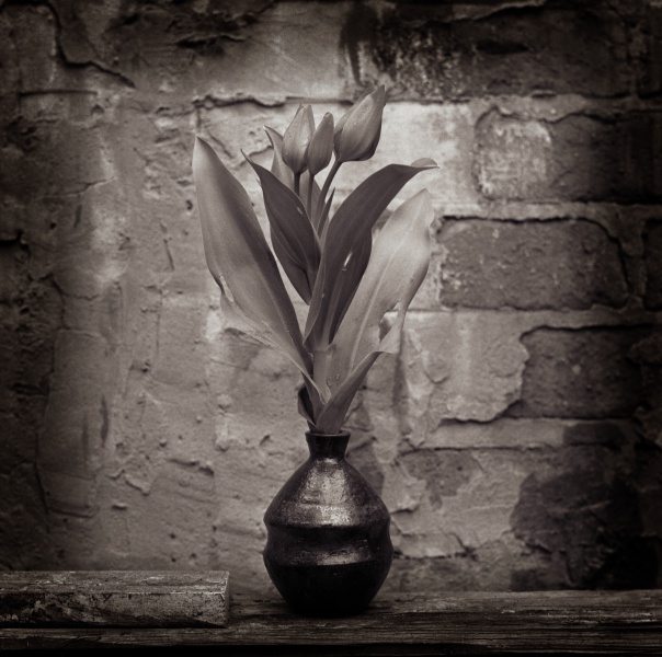 Tulips-2 Fine Art Flower Photographs by Christopher John Ball - Photographer & Writer