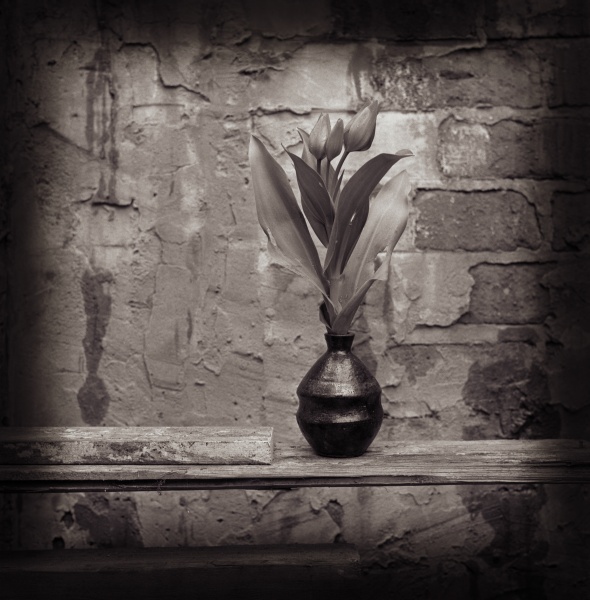 Tulips-1 Fine Art Flower Photographs by Christopher John Ball - Photographer & Writer