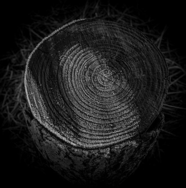 Photographic Series - 17 Stumps - 1 by Christopher John Ball