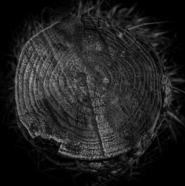 Photographic Series - 17 Stumps - 10  by Christopher John Ball