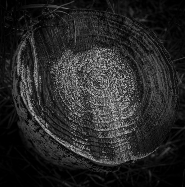 Photographic Series - 17 Stumps - 11  by Christopher John Ball