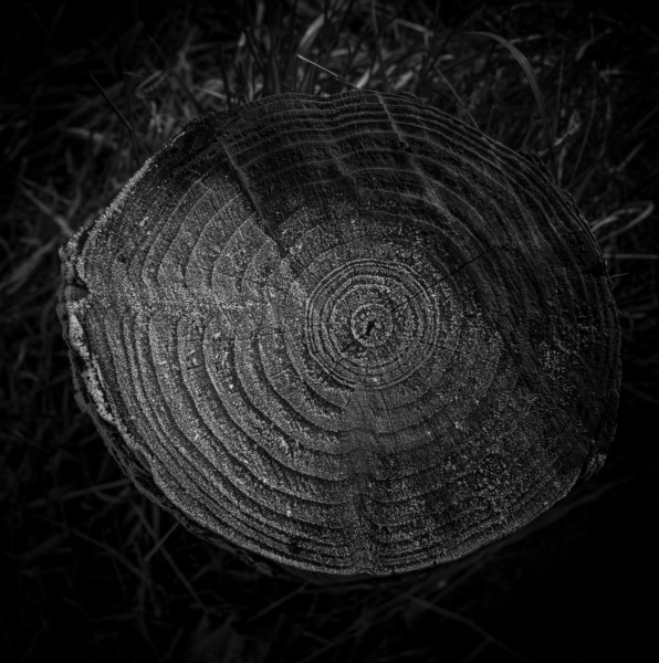 Photographic Series - 17 Stumps - 12  by Christopher John Ball