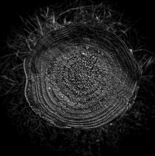 Photographic Series - 17 Stumps - 16  by Christopher John Ball