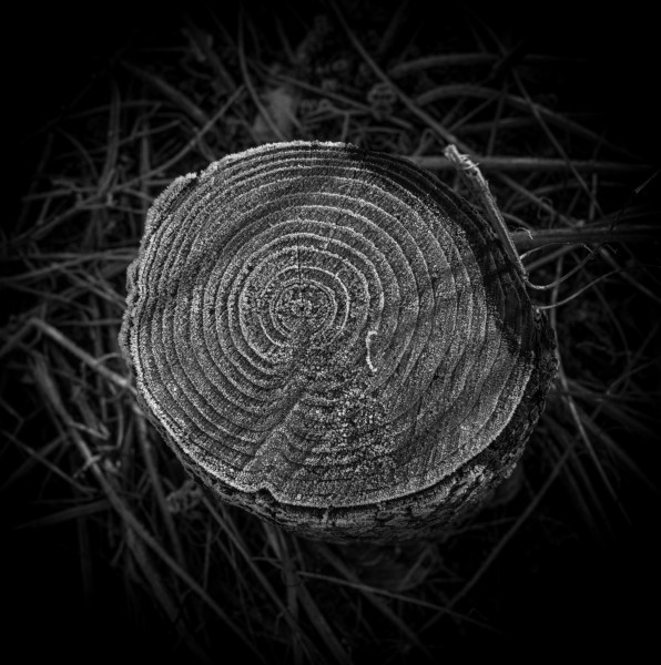 Photographic Series - 17 Stumps - 3  by Christopher John Ball