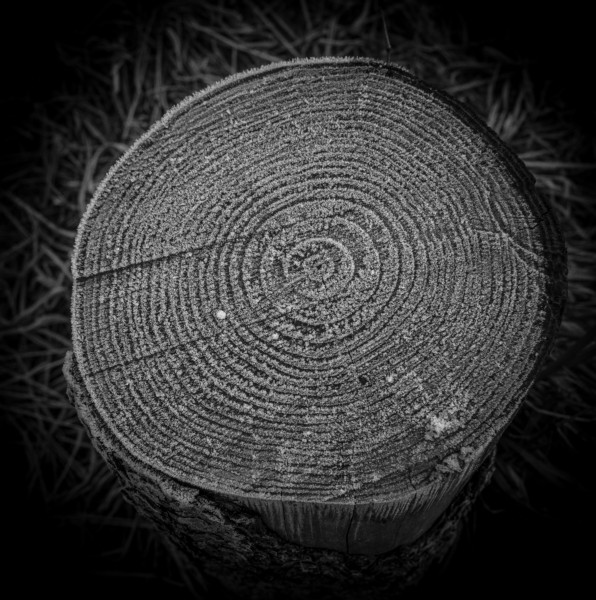 Photographic Series - 17 Stumps - 4  by Christopher John Ball