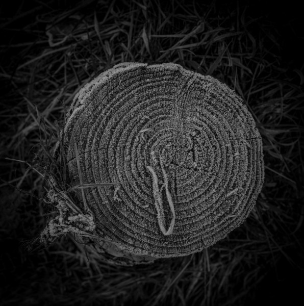 Photographic Series - 17 Stumps - 8  by Christopher John Ball