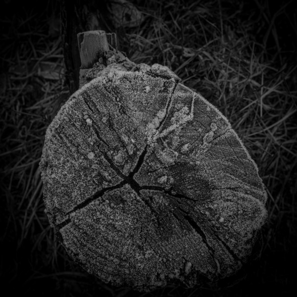 Photographic Series - 17 Stumps - 9  by Christopher John Ball